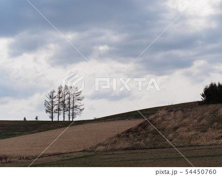 Five trees in Hokkaido Japan Five trees in Hokkaido Japan 54450760