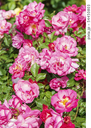 バラ（サンライズ・サンセット） 54450803