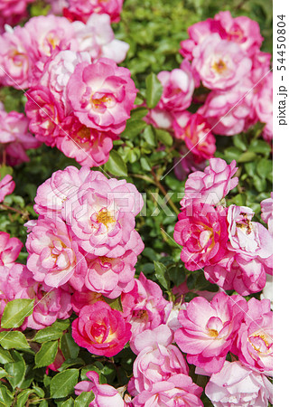 バラ（サンライズ・サンセット） 54450804