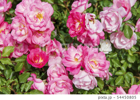 バラ（サンライズ・サンセット） 54450805