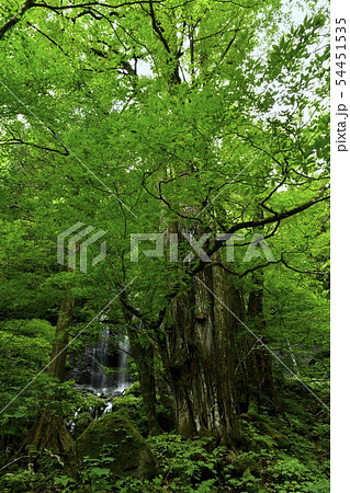 那須塩原スッカン沢の素簾の滝 54451535