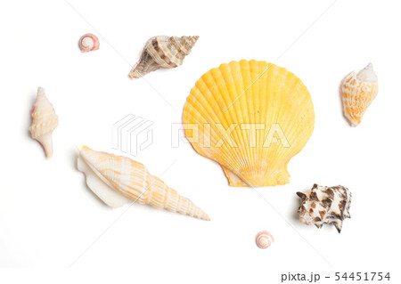 Collection of- different seashells isolated on 54451754