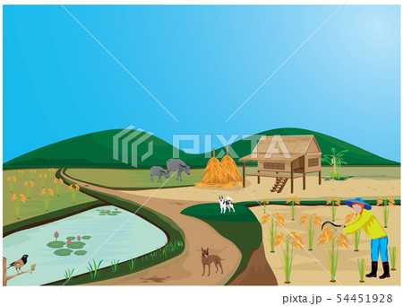 farmer harvest rice in paddy field vector design farmer harvest rice in paddy field vector design 54451928