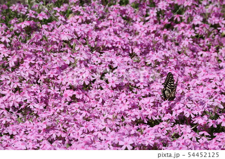 アゲハちょう 54452125