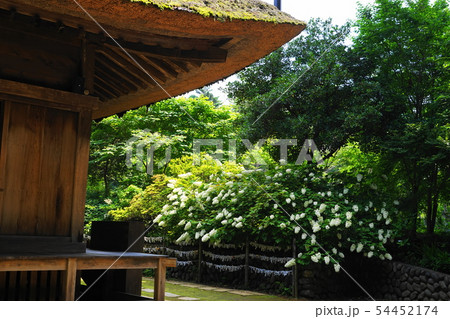 6月 青梅48塩船観音寺本堂脇のカシワバアジサイ 6月 青梅48塩船観音寺本堂脇のカシワバアジサイ 54452174