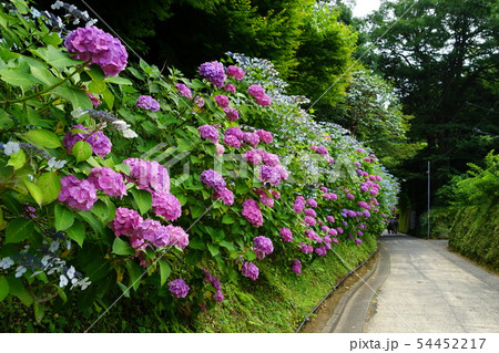 6月　鎌倉927亀ヶ谷坂切通のあじさい並木 54452217