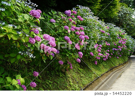 6月　鎌倉925亀ヶ谷坂切通のあじさい並木 54452220
