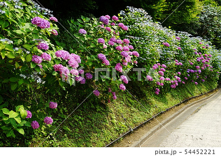 6月　鎌倉924亀ヶ谷坂切通のあじさい並木 54452221