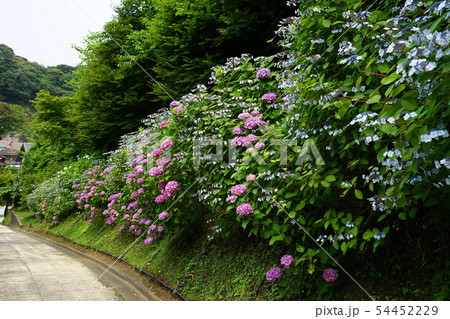 6月　鎌倉916亀ヶ谷坂切通のあじさい並木 54452229