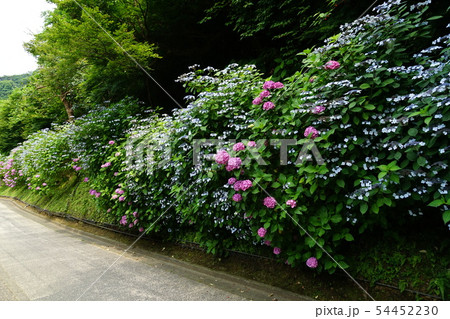 6月 鎌倉915亀ヶ谷坂切通のあじさい並木 6月 鎌倉915亀ヶ谷坂切通のあじさい並木 54452230