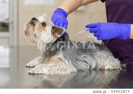 Professional veterinary doctor in blue rubber 54452877