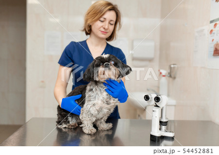 Veterinary, ophthalmologist prepare the a dog with 54452881