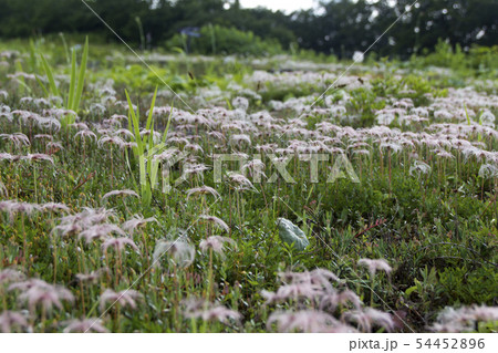 チングルマの種 白馬五竜高山植物園 長野県白馬村の写真素材