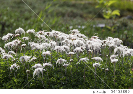 チングルマの種 白馬五竜高山植物園 長野県白馬村の写真素材