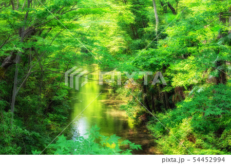 東京 福生 玉川上水(新堀橋より) 東京 福生 玉川上水(新堀橋より) 54452994