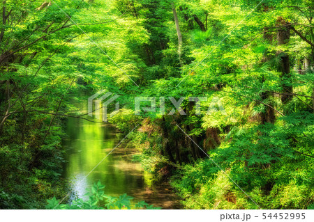 東京　福生　玉川上水（新堀橋より） 54452995