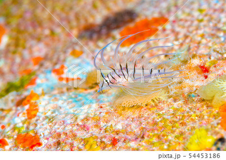 ハナミノカサゴの幼魚 54453186