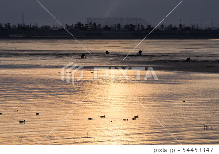 夕暮れの松阪の干潟で漁をする人々 54453347