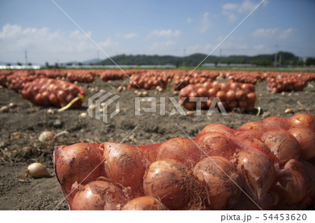 農業 草 食べ物 54453620