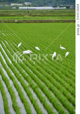 北海道厚沢部町で田んぼで餌を探す白鷺がいる風景を撮影 北海道厚沢部町で田んぼで餌を探す白鷺がいる風景を撮影 54453669