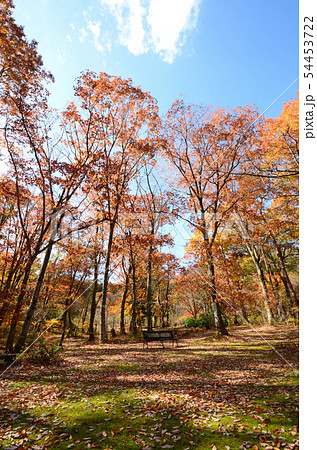 高原の秋 54453722