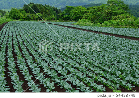北海道乙部町でブロッコリー畑の初夏の風景を撮影 54453749