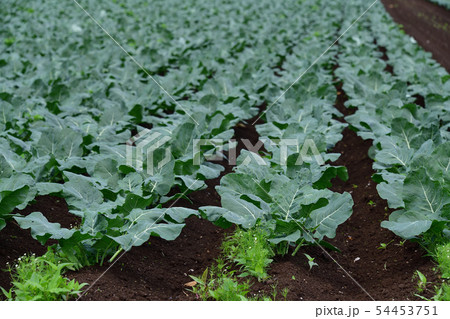 北海道乙部町でブロッコリー畑の初夏の風景を撮影 54453751