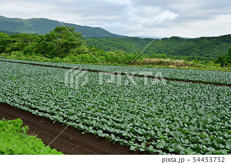 北海道乙部町でブロッコリー畑の初夏の風景を撮影 54453752