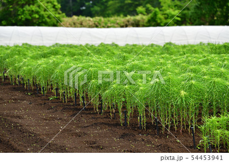 北海道乙部町でユリ根畑の初夏の風景を撮影 54453941