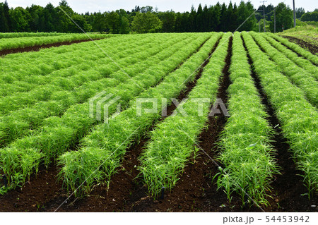 北海道乙部町でユリ根畑の初夏の風景を撮影 54453942