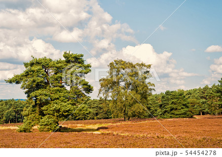 Heathland with flowering common heather Heathland with flowering common heather 54454278