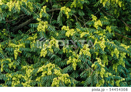 Acacia tree blossoming flowers on green leaves 54454308