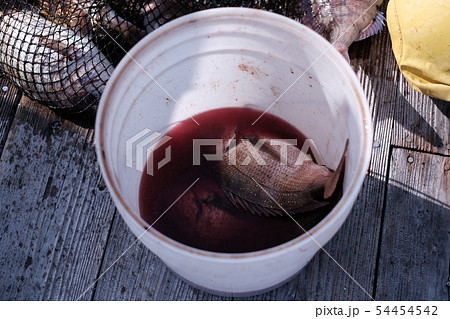 バケツの中の血を抜いている魚 バケツの中の血を抜いている魚 54454542