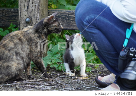 猫・野良猫・錆柄・さびちゃん・メス・子供・六月・可愛い・白黒・戯れ・オッパイ・親子 猫・野良猫・錆柄・さびちゃん・メス・子供・六月・可愛い・白黒・戯れ・オッパイ・親子 54454701