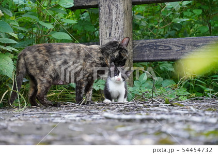 猫・野良猫・錆柄・さびちゃん・メス・子供・六月・可愛い・白黒・戯れ・オッパイ・親子 猫・野良猫・錆柄・さびちゃん・メス・子供・六月・可愛い・白黒・戯れ・オッパイ・親子 54454732