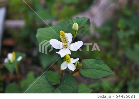 どくだみの花 どくだみの花 54455031