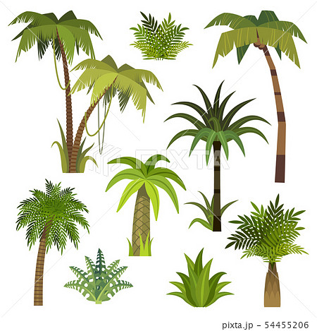 Cartoon palm tree. Jungle palm trees with green... - Stock Illustration  [54455206] - PIXTA