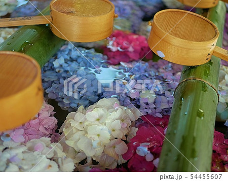 柳谷観音 紫陽花 手水 54455607