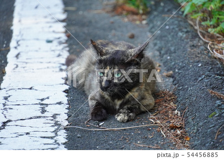 猫・野良猫・錆柄・さびちゃん・六月・可愛い・育児疲れ・一休み・息抜き 54456885