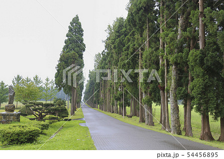 並木道 北海道・函館 トラピスト修道院 並木道 北海道・函館 トラピスト修道院 54456895
