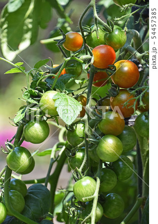 色づき始めた家庭菜園のミニトマト 54457385