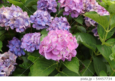 紫陽花 54457734