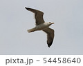 カモメ　（福岡県築上町にて） 54458640
