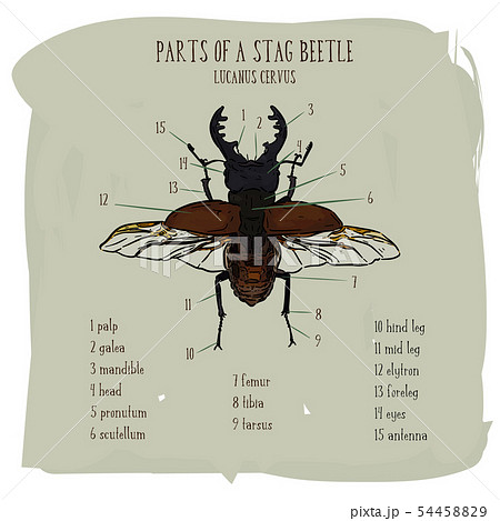 Stag beetle, hand draw sketch vector. Stag beetle, hand draw sketch vector. 54458829