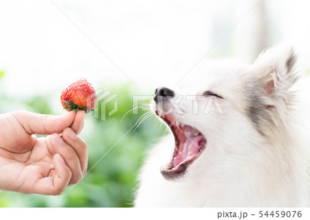 Closeup cute pomeranian dog looking red strawberry Closeup cute pomeranian dog looking red strawberry 54459076