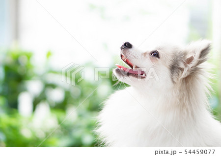 Closeup face of puppy pomeranian looking Closeup face of puppy pomeranian looking 54459077