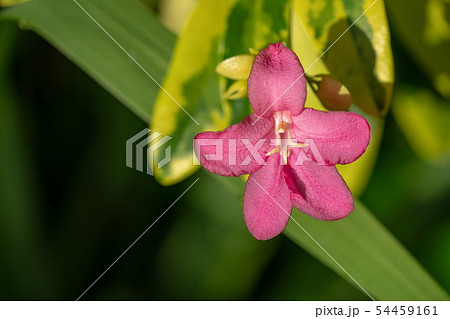 ランの花 54459161