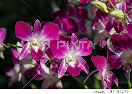 ランの花 54459176