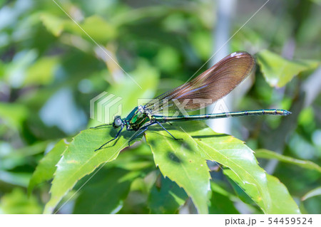 カワトンボ 54459524