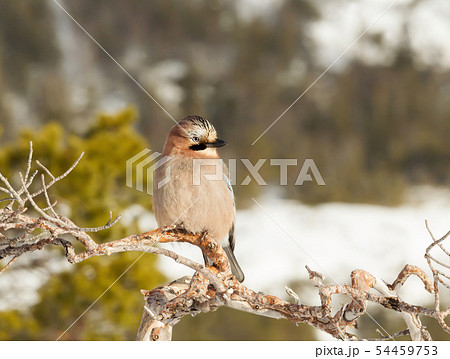Eurasian Jay perching on a tree branch in winter 54459753